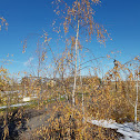 Cutleaf Weeping Birch