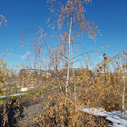 Cutleaf Weeping Birch