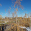 Cutleaf Weeping Birch