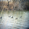 American Coot