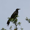 Great-Tailed Grackle