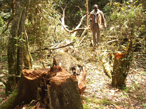 "In Kenya, for example, one study in the highlands found that living on land without trees led to increased risk of contracting malaria. " /FILE