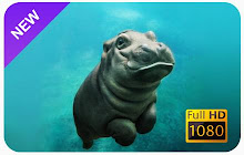 Hippopotamus Wallpapers and New Tab small promo image