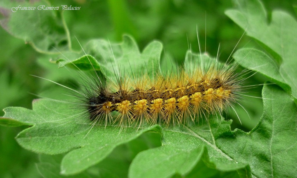 Arctiinae Caterpillar