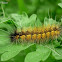 Arctiinae Caterpillar