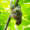 Perezoso (Brown-throated sloth)