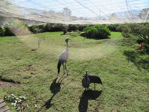 Birds in South Africa 2017