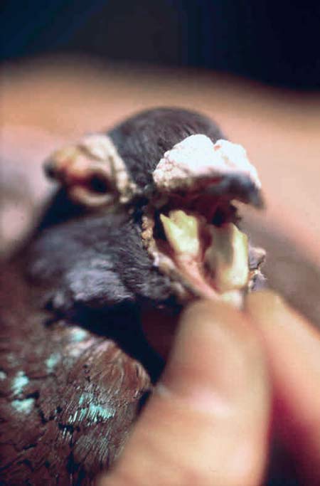 Poxvirus lesions of the eyelids, beak and tongue