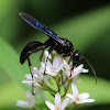 Great Black Wasp