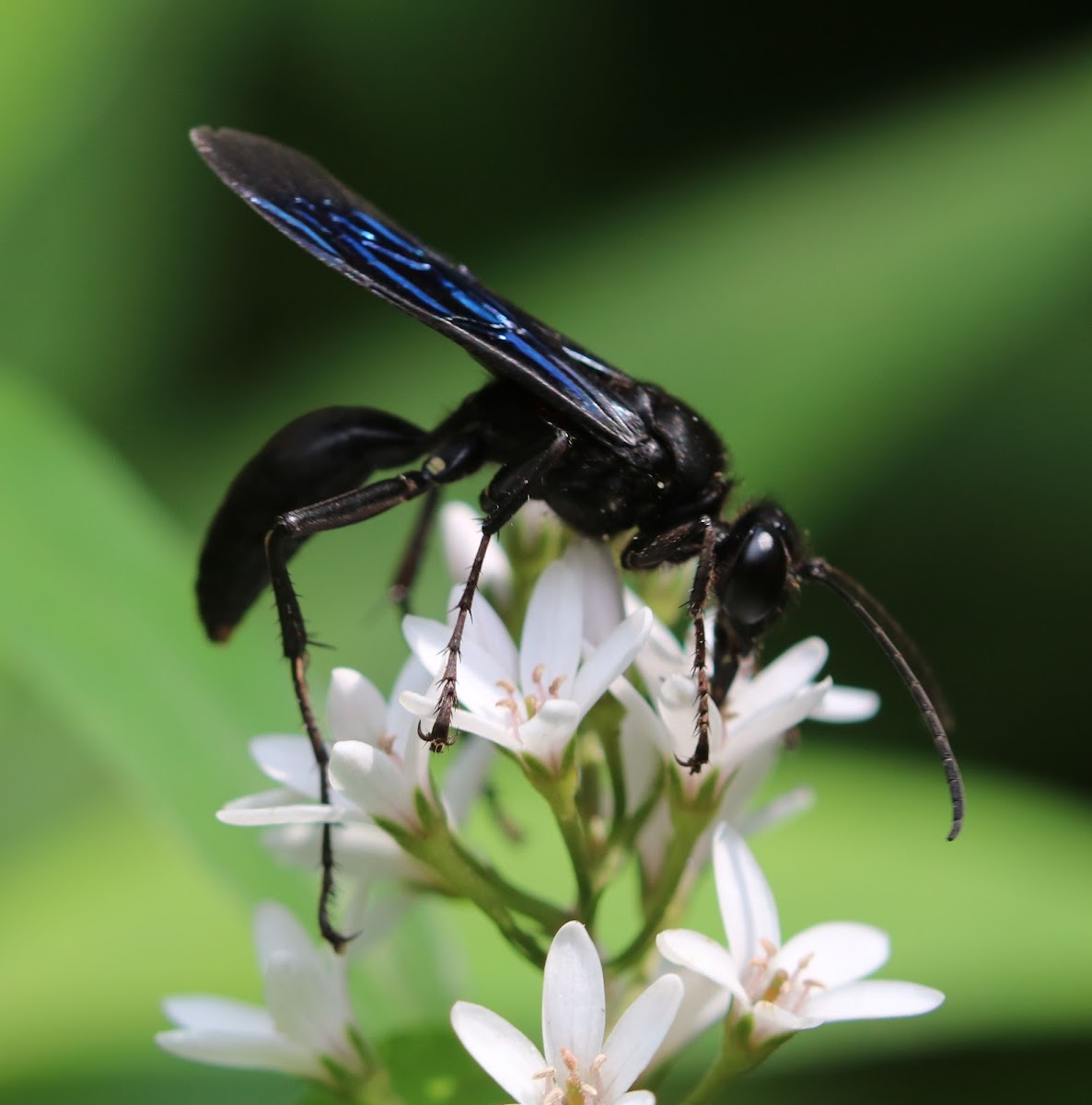 Great Black Wasp