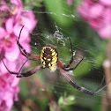 Black and yellow garden spider