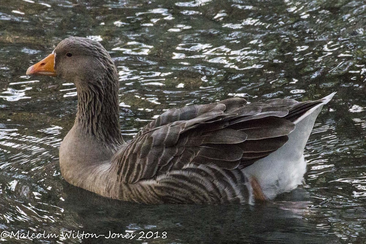 Greylag Goose; Anser Común