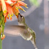 Anna's Hummingbird