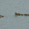 Common Eider