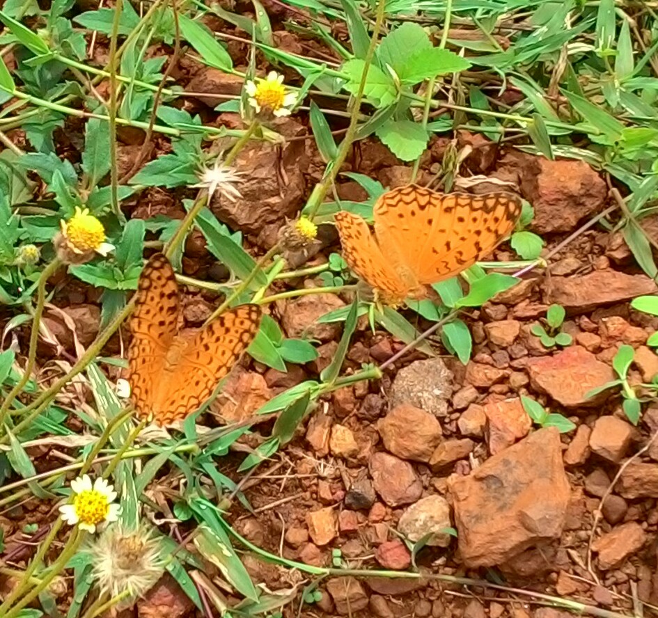 Common Leopard