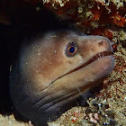 Palefin Moray Eel