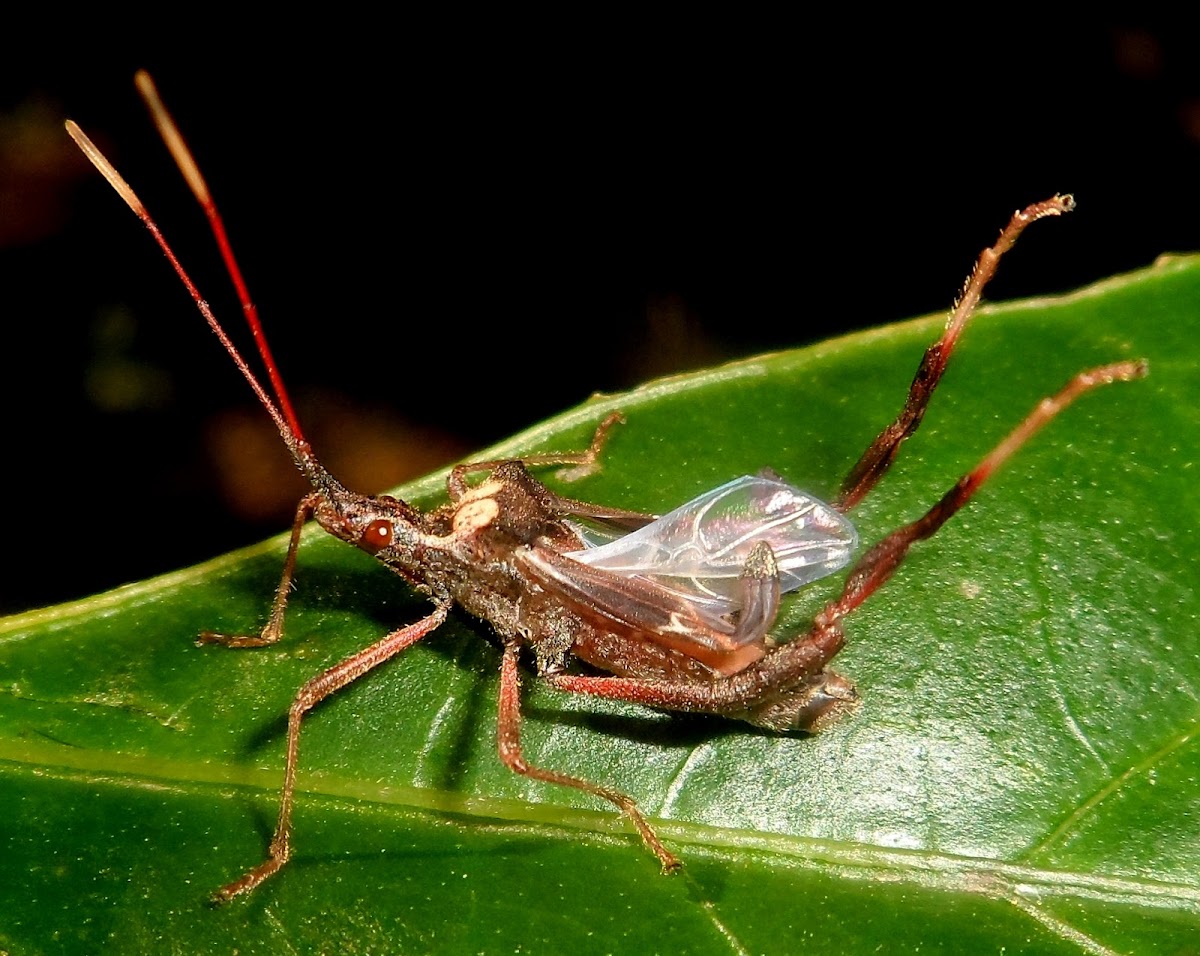 Leaf-footed bug