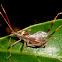 Leaf-footed bug