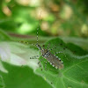 Assassin Bug