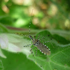 Assassin Bug