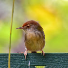 Common Tailorbird