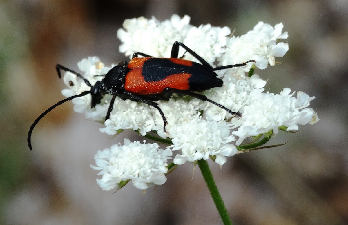 Flower Longhorn Beetle