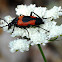 Flower Longhorn Beetle