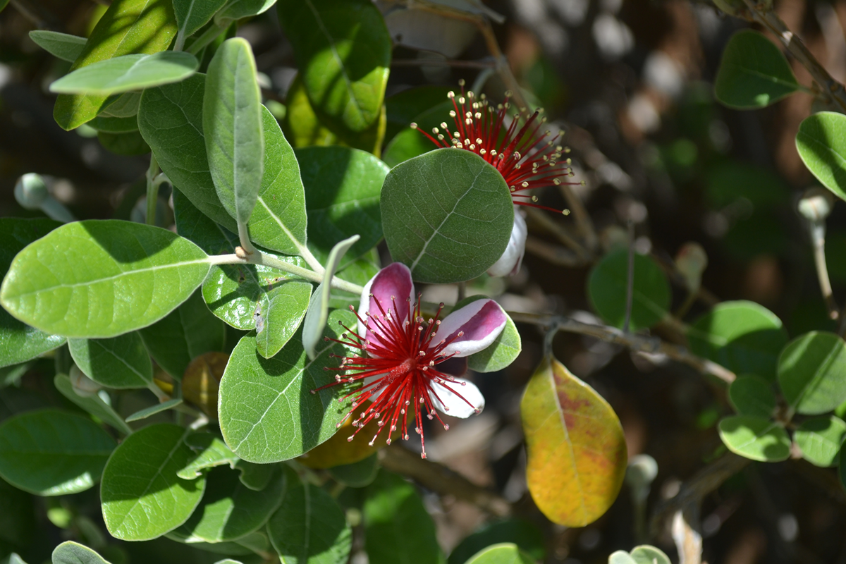 Pineapple Guava