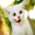 Cat Care D Download on Windows