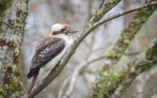 Bird perches on tree branch