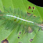 Caterpillar of Baron Butterfly