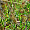 Bog Rosemary