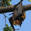 Grey headed Flying fox