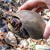 Eastern Box Turtle