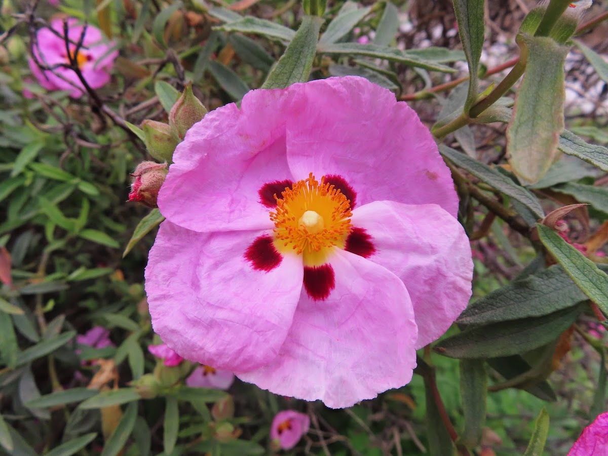 Orchid rockrose. Jara purpura