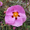 Orchid rockrose. Jara purpura