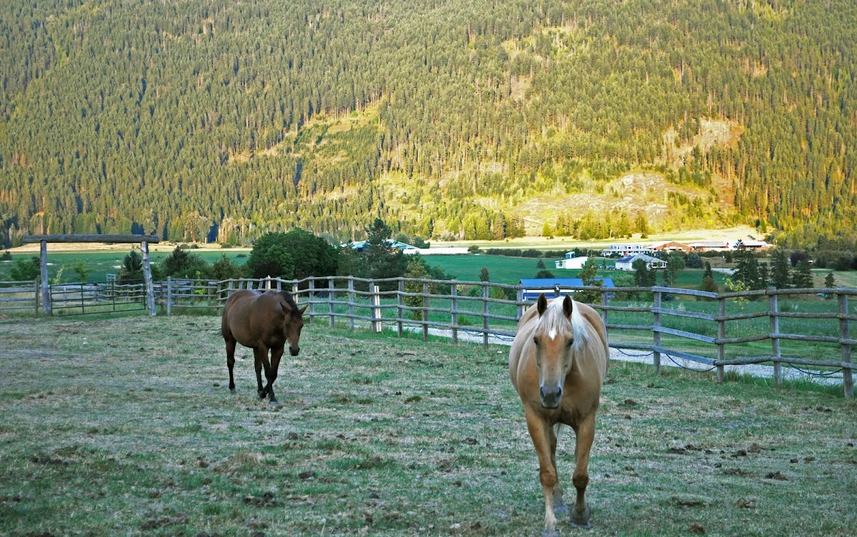 horses