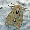 Lichen Moth