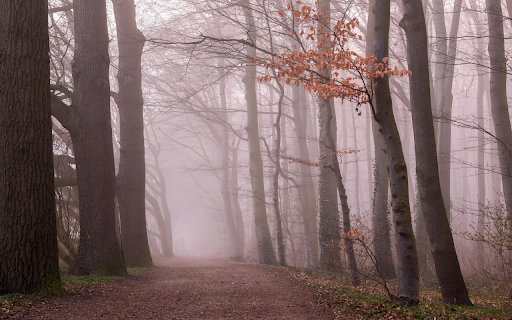 Forest along the road