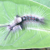 Brown Tussock Moth