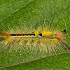 White-marked Tussock Moth Caterpillar