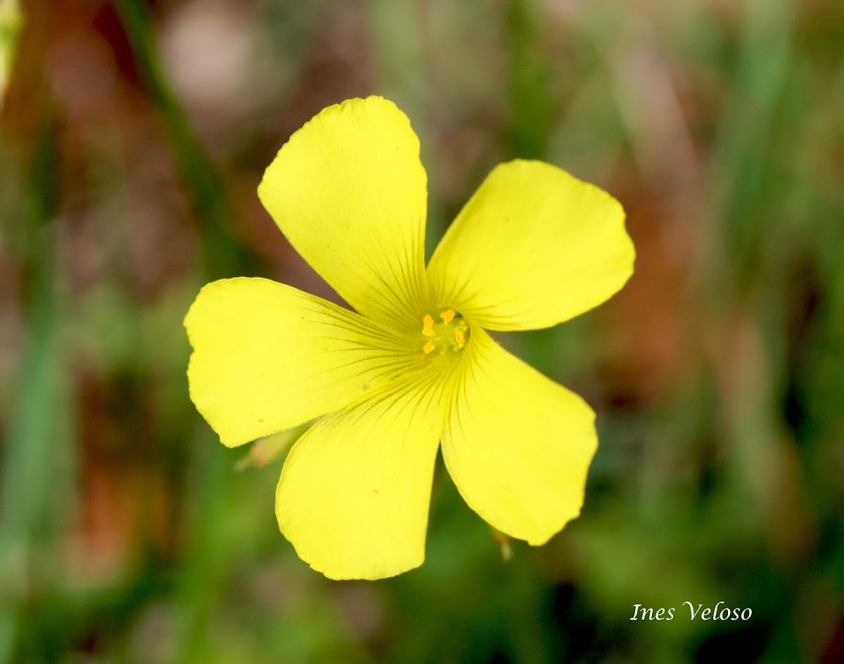 Bermuda Buttercup