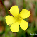 Bermuda Buttercup