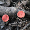 Pink Cup Fungi