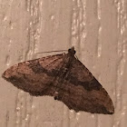 Gem moth
