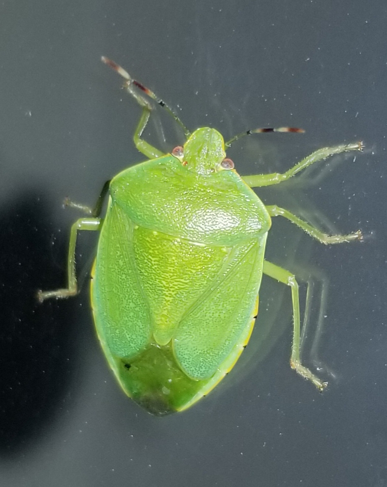 Southern green stink bug