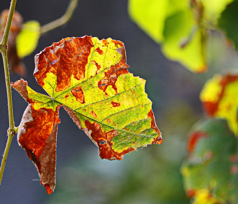 i colori dell'autunno in controluce di jovi55