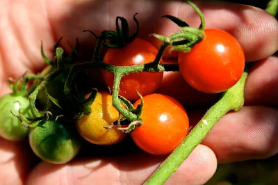 Cherry Tomato On Vine Mixed - 500 gm