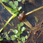 Red-eared slider