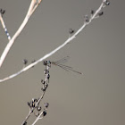 Eastern willow spreadwing